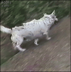 31363532_10214516176289962_7655127984998711296_n.gif