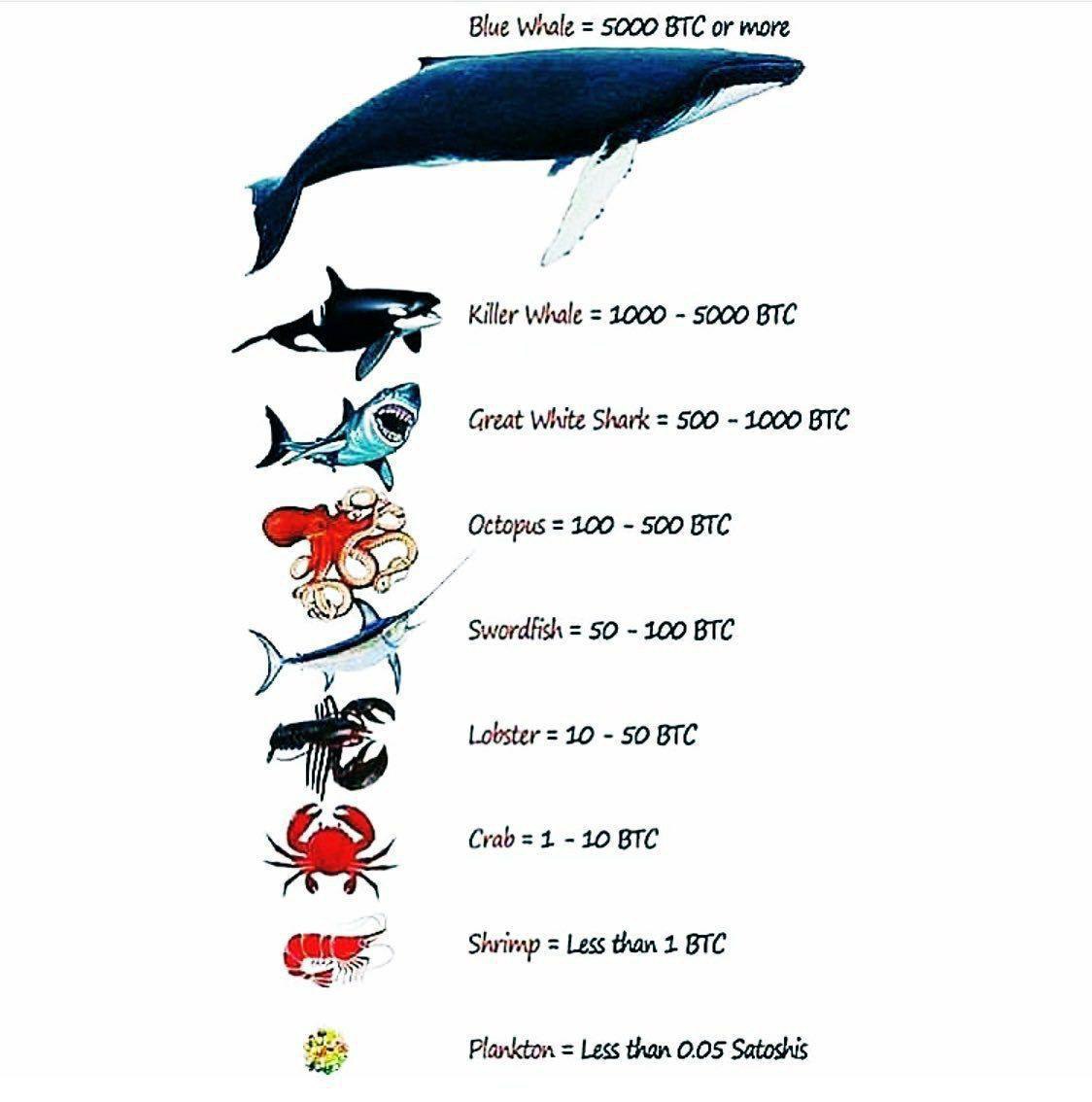 Биткоин Аквариум.jpg