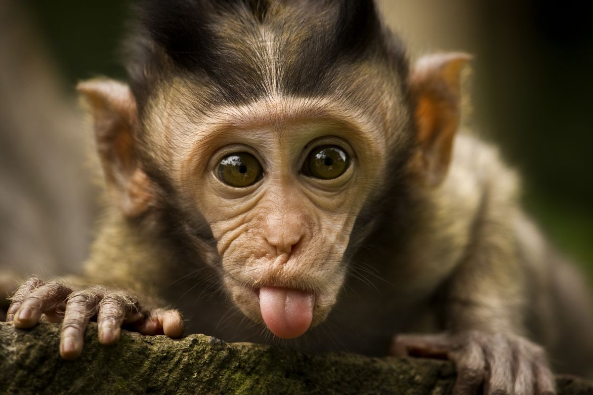 monkey-7.jpg